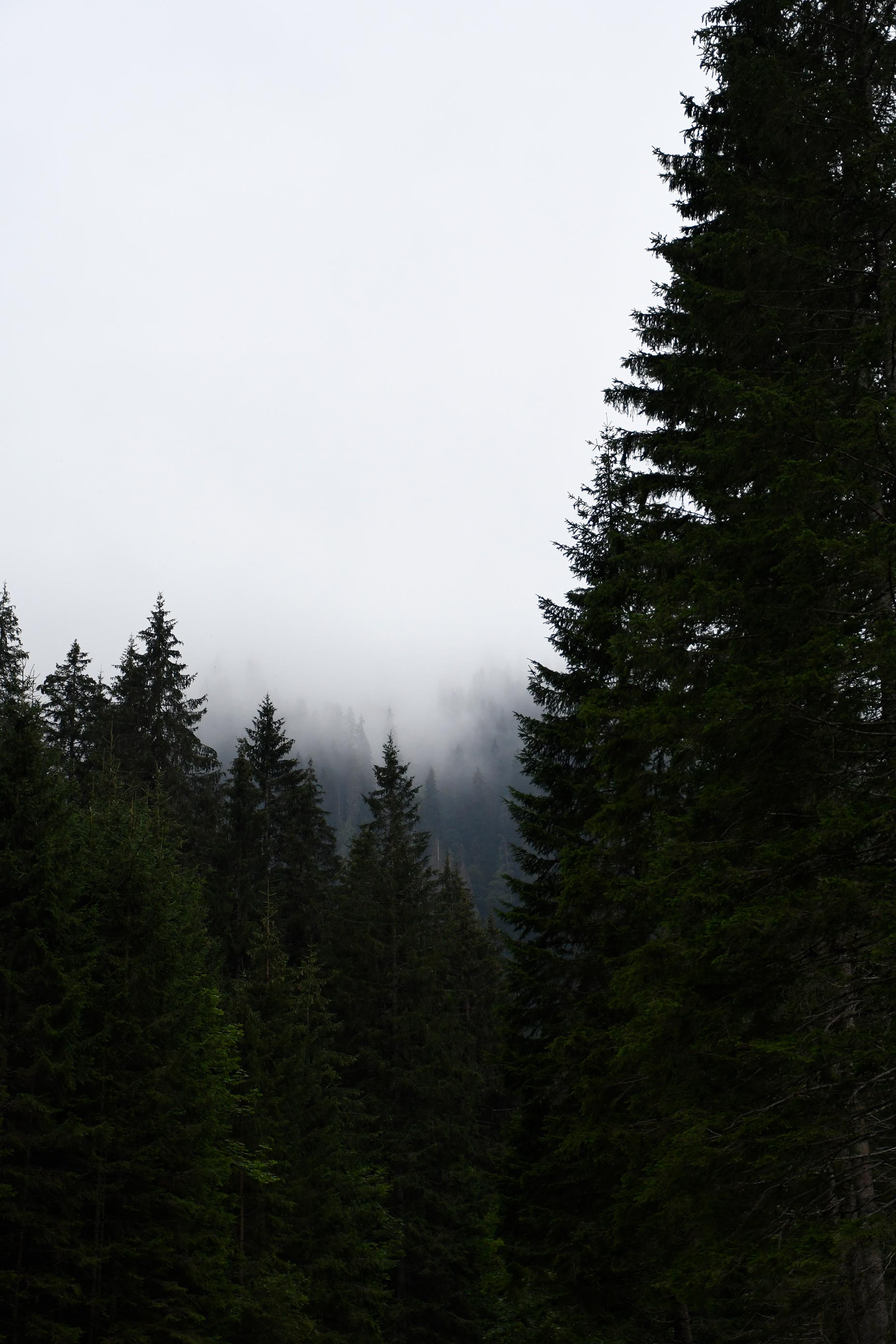 Ein Bild von Nadelbäumen. Auf der rechten Seite ein angeschnittener Baum im Vordergrund und auf der linken Seite kleinere ganze Büume weiter weg. 